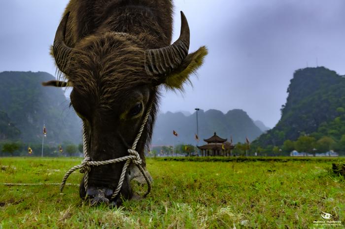 matena moments / Vietnam