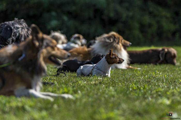 matena moments / Tiere